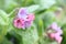 Pretty Lungwort with spotted leaves. Blurred background.