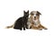 Pretty lying down blue merle australian shepherd dog  and a sitting black cat together looking at the camera on a white