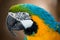 Pretty Macaw Parrot Portrait