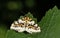 A pretty Magpie Moth Abraxas grossulariata perching on a leaf.