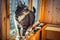 Pretty male domestic cat in a home setting on the balcony window