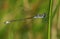 A pretty male Emerald Damselfly Lestes sponsa perching on a reed at the edge of the water.