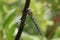 A pretty male Migrant Hawker Dragonfly, Aeshna mixta, perching on a branch at the edge of a lake.