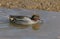 A pretty male Teal Anas crecca swimming and feeding in a coastal estuary.