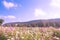 Pretty manicured flower garden with colorful on mountain and blue sky background