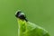 A pretty mating pair of Green Dock Beetle Gastrophysa viridula perching on a leaf.