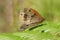 A pretty mating pair of Meadow Brown Butterfly Maniola jurtina perching on bracken in woodland.