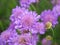 Pretty mauve Scabious flowers in a summer garden