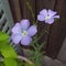 Pretty meadow flowers plants growing in small country garden pot container tub patio