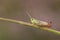 A pretty Meadow Grasshopper, Chorthippus parallelus, perching on grass.