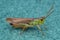 A pretty Meadow Grasshopper Chorthippus parallelus sitting on green fabric