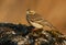 A pretty Meadow Pipit, Anthus pratensis, perched on a rock in the moorlands of Durham, UK.