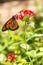 Pretty Monarch Butterfly on Red Pentas Plant Vertical