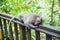 Pretty monkey resting on a wooden railing