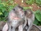 Pretty monkeys , Bali