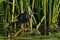 A pretty Moorhen Gallinula chloropus feeding in the reeds at the edge of a river.