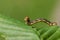 A pretty Mottled Umber Moth Caterpillar Erannis defoliaria resting on a leaf.