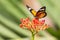 Pretty multicolored butterfly foraging on a flower