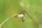 A pretty newly emerged Ruddy Darter Dragonfly, Sympetrum sanguineum, perching on a grass seed head.