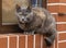 Pretty nice well groomed street cat portrait sitting on a window sill outside object brick wall house exterior facade space