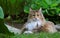 Pretty norwegian forest cat female in garden