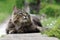 A pretty Norwegian Forest Cat lies relaxed and curious on a garden wall