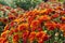 Pretty Orange Chrysanthemums