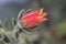 Pretty Orange  Echeveria Succulent Bloom