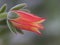 Pretty Orange  Echeveria Succulent Bloom