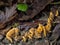 Pretty orange fungus, Stereum hirsutum in oakwood. Fall, autumn.