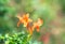 Pretty orange Honeysuckle flowers in a garden.