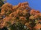 Pretty Orange Leaves and Blue Sky in Autumn