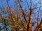 Pretty Orange Leaves and Blue Sky in October