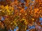 Pretty Orange Leaves and Blue Sky in October in Autumn