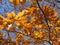 Pretty Orange Leaves of Late November