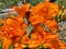 Pretty Orange Lily Flowers in Summer in June