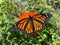 Pretty Orange Monarch Butterfly Pollinating a Flower