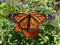 Pretty Orange Monarch Butterfly Pollinating a Flower in Summer