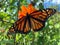 Pretty Orange Monarch Butterfly in Summer in September