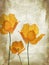 Pretty, orange, poppies grungy background