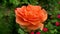 Pretty orange rose flower with dewdrops close up. Beautiful flower background withblur background. Wedding backdrop