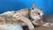 Pretty orange white domestic cat lying on bed at home and licking fur for hygiene. Clean and tidy red kitty. Film grain