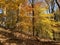 Pretty Orange and Yellow Fall Foliage Forest Trees Landscape in Autumn in November