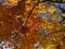 Pretty Orange and Yellow Leaves in Mid November in Autumn