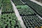 Pretty ornamental plants being cultivated in flowerpots in a hothouse at a nursery or farm for retail as house or garden plants