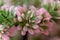 Pretty ornamental variegated green and pink flower inflorescence