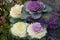 pretty ornamental winter cabbage flowers