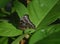 Pretty Owl Butterfly with Eyespots on His Wings