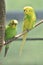 Pretty Pair of Colorful Budgies Sitting in a Tree