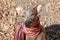 Pretty pale dog in bright stripped scarf on the autumn/fall background.